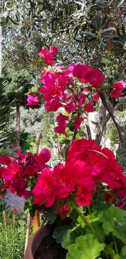 Medusa House Butik Hotel Didim Bagian luar foto